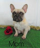 AKC Registered French Bulldog For Sale Holmesville, OH Female- Jasmine