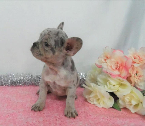 AKC Registered French Bulldog For Sale Holmesville, OH Female- Lisa