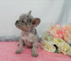 AKC Registered French Bulldog For Sale Holmesville, OH Female- Lisa