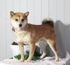 AKC Registered Shiba Inu For Sale Dundee, OH Female- Sally