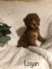 F1B Mini Goldendoodle For Sale Millersburg, OH Male- Logan