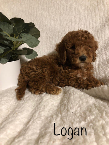 F1B Mini Goldendoodle For Sale Millersburg, OH Male- Logan