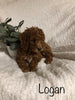 F1B Mini Goldendoodle For Sale Millersburg, OH Male- Logan