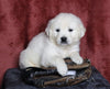 AKC Registered English Cream Golden Retriever For Sale Fredericksburg, OH Male- Logan