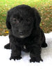 F1 Mini Labradoodle For Sale Dundee, OH Male- Loki