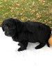 F1 Mini Labradoodle For Sale Dundee, OH Male- Loki
