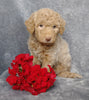 F1B Mini Labradoodle For Sale Millersburg, OH Female- Lola