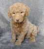 F1B Mini Labradoodle For Sale Millersburg, OH Female- Lola