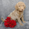 F1B Mini Labradoodle For Sale Millersburg, OH Female- Lola