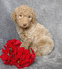 F1B Mini Labradoodle For Sale Millersburg, OH Female- Lola