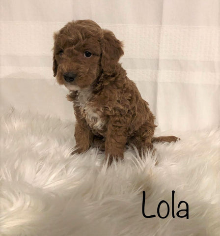 F1B Mini Goldendoodle For Sale Millersburg, OH Female- Lola