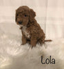 F1B Mini Goldendoodle For Sale Millersburg, OH Female- Lola