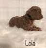 F1B Mini Goldendoodle For Sale Millersburg, OH Female- Lola