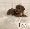 F1B Mini Goldendoodle For Sale Millersburg, OH Female- Lola