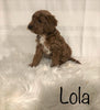 F1B Mini Goldendoodle For Sale Millersburg, OH Female- Lola