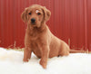 Standard Labradoodle For Sale Fredericksburg, OH Female- Lola