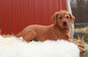 Standard Labradoodle For Sale Fredericksburg, OH Female- Lola