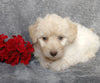 F1B Mini Labradoodle For Sale Millersburg, OH Female- Lollipop