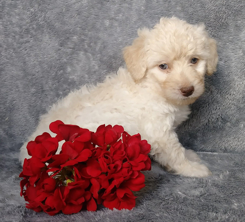 F1B Mini Labradoodle For Sale Millersburg, OH Female Lollipop AC