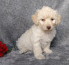 F1B Mini Labradoodle For Sale Millersburg, OH Female- Lollipop