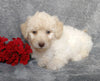 F1B Mini Labradoodle For Sale Millersburg, OH Female- Lollipop