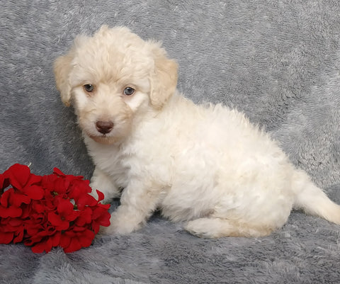 F1B Mini Labradoodle For Sale Millersburg, OH Female- Lollipop