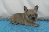 AKC Registered French Bulldog For Sale Holmesville, OH Male- Louie