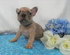 AKC Registered French Bulldog For Sale Holmesville, OH Male- Louie