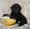 Mini Labradoodle For Sale Millersburg, OH Male- Louie