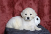 AKC Registered English Cream Golden Retriever For Sale Fredericksburg, OH Male- Louie