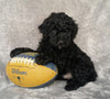 Mini Labradoodle For Sale Millersburg, OH Male- Louie