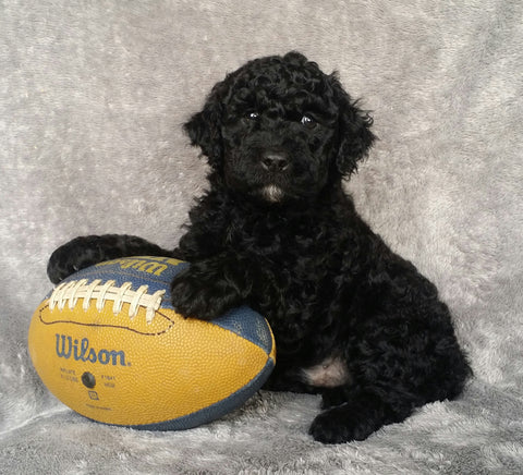 Mini Labradoodle For Sale Millersburg, OH Male- Louie