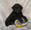 Mini Labradoodle For Sale Millersburg, OH Male- Louie