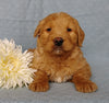 Goldendoodle For Sale Millersburg, OH Male- Lover Boy