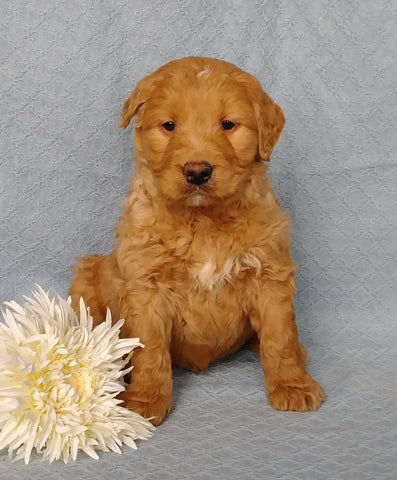 Goldendoodle For Sale Millersburg, OH Male- Lover Boy