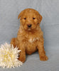Goldendoodle For Sale Millersburg, OH Male- Lover Boy