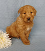 Goldendoodle For Sale Millersburg, OH Male- Lover Boy