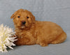 Goldendoodle For Sale Millersburg, OH Male- Lover Boy