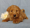 Goldendoodle For Sale Millersburg, OH Male- Lover Boy