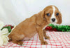 AKC Registered Cavalier King Charles Spaniel For Sale Wooster, OH Male- Lucas