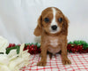 AKC Registered Cavalier King Charles Spaniel For Sale Wooster, OH Male- Lucas