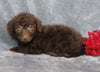 F1B Mini Labradoodle For Sale Millersburg, OH Male- Lucky