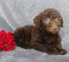F1B Mini Labradoodle For Sale Millersburg, OH Male- Lucky