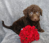 F1B Mini Labradoodle For Sale Millersburg, OH Male- Lucky