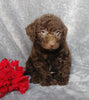 F1B Mini Labradoodle For Sale Millersburg, OH Male- Lucky
