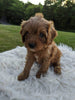Cavapoo For Sale Dundee, OH Female- Lucky