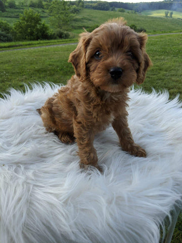 Cavapoo For Sale Dundee, OH Female- Lucky