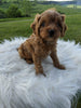 Cavapoo For Sale Dundee, OH Female- Lucky