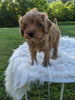Cavapoo For Sale Dundee, OH Female- Lucky