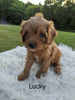Cavapoo For Sale Dundee, OH Female- Lucky